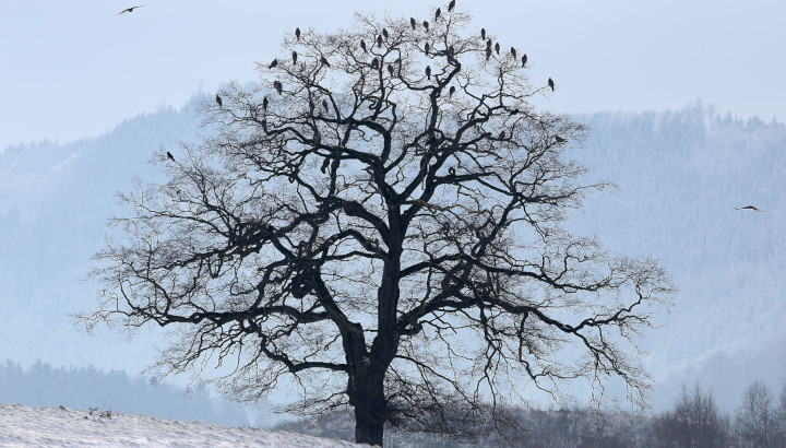 Comptage des Milans royaux hivernants en France